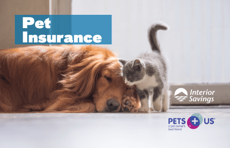 pet insurance
